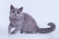 Шармель