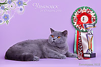 BEST NEUTER