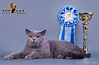 TOP CAT 2013