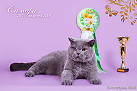 WCF ring NEUTER 1 place (10 cats) г. Самара 23-24 авг 2014 г.