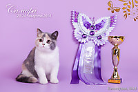 BEST of BREED