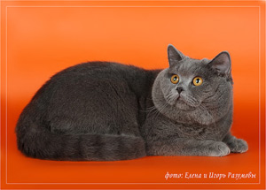 Ch. Bluemarin`s Cheyz